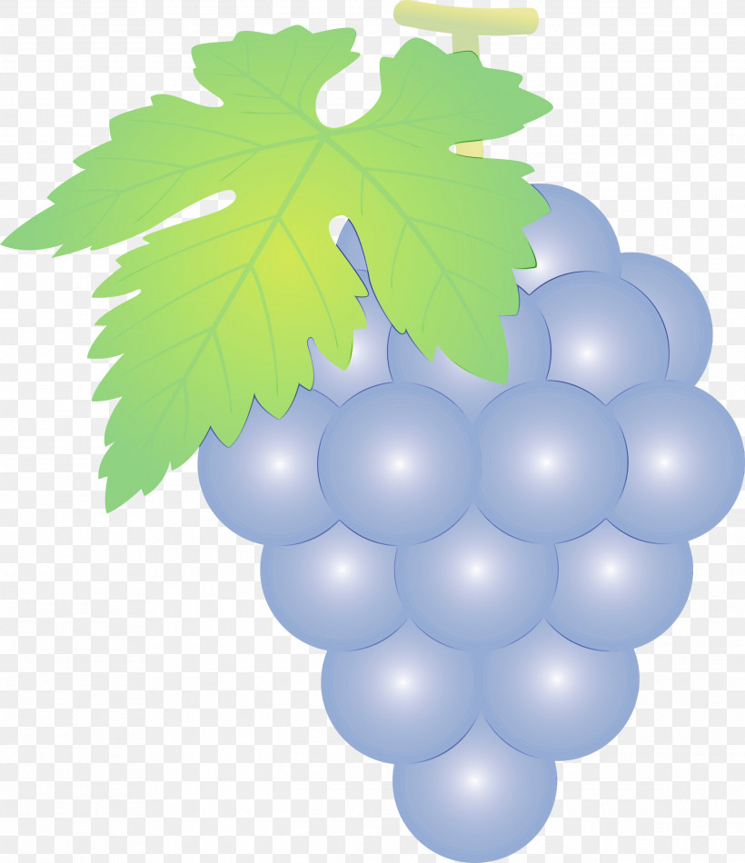 Grape Seedless Fruit Grapevine Family Grape Leaves Leaf, PNG, 2588x2999px, Grape, Fruit, Grape Leaves, Grapes, Grapevine Family Download Free