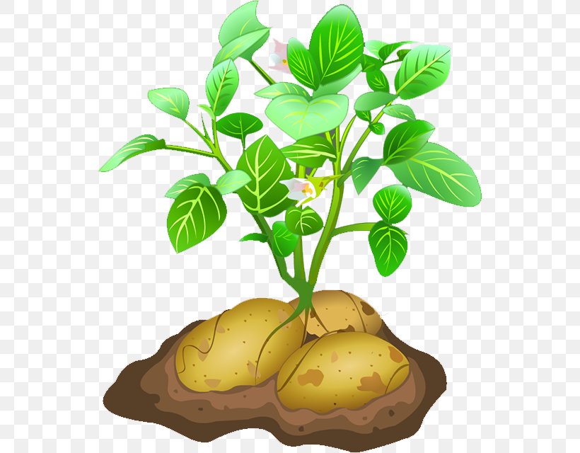 Potato, PNG, 544x640px, Potato, Flower, Flowerpot, Food, Fruit Download Free
