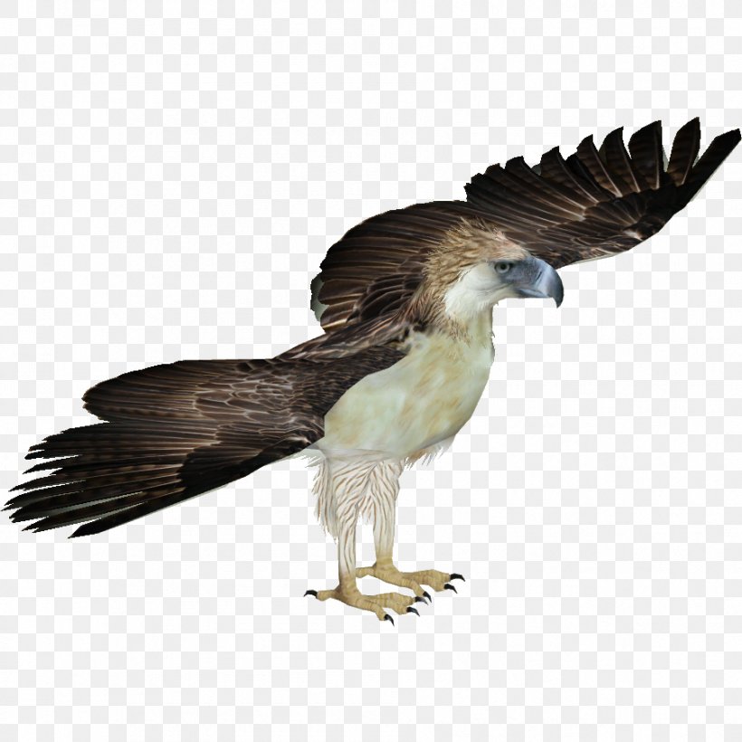 Zoo Tycoon 2 Philippines Bird Bald Eagle, PNG, 901x901px, Zoo Tycoon 2, Accipitriformes, Animal, Bald Eagle, Beak Download Free