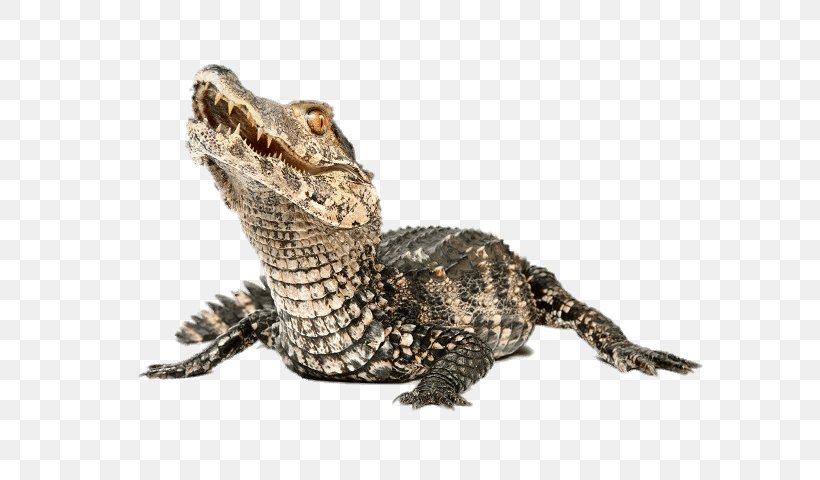 Alligator Nile Crocodile Cuvier's Dwarf Caiman, PNG, 640x480px, Alligator, Agama, Agamidae, Caiman, Cetaceans Download Free