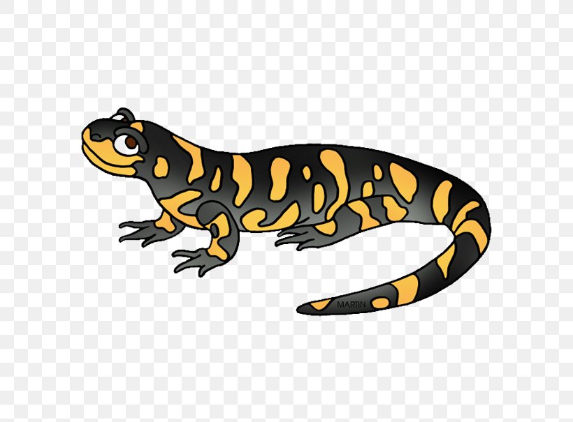 Fire Salamander Toad Animal Newt, PNG, 605x605px, Salamander, Amphibian, Animal, Fire Salamander, Heloderma Download Free