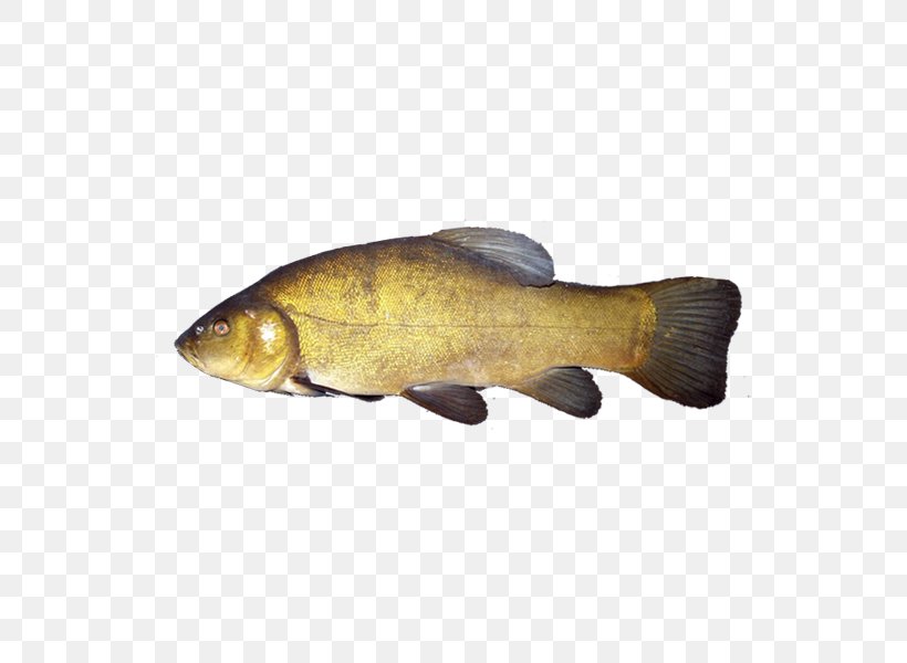 Goldfish Common Carp Tench, PNG, 600x600px, Goldfish, Barramundi, Bony Fish, Carassius, Carp Download Free