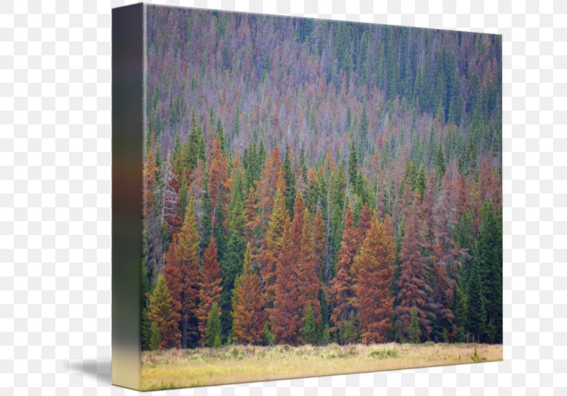 Larch Temperate Broadleaf And Mixed Forest Painting Temperate Coniferous Forest, PNG, 650x573px, Larch, Biome, Broadleaved Tree, Conifer, Conifers Download Free