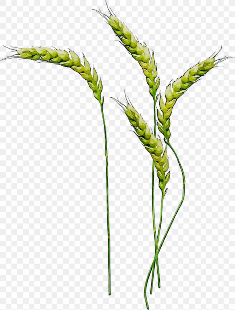 Emmer Sweet Grass Plant Stem Plants, PNG, 989x1306px, Emmer, Botany, Elymus Repens, Flower, Flowering Plant Download Free