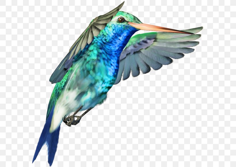 Hummingbird Clip Art, PNG, 600x580px, Hummingbird, Animaatio, Beak, Bird, Data Download Free