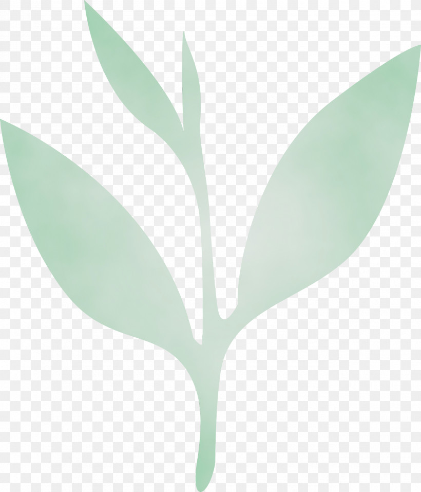 Leaf Green Plant Flower Tree, PNG, 2570x3000px, Tea Leaves, Branch, Eucalyptus, Flower, Green Download Free