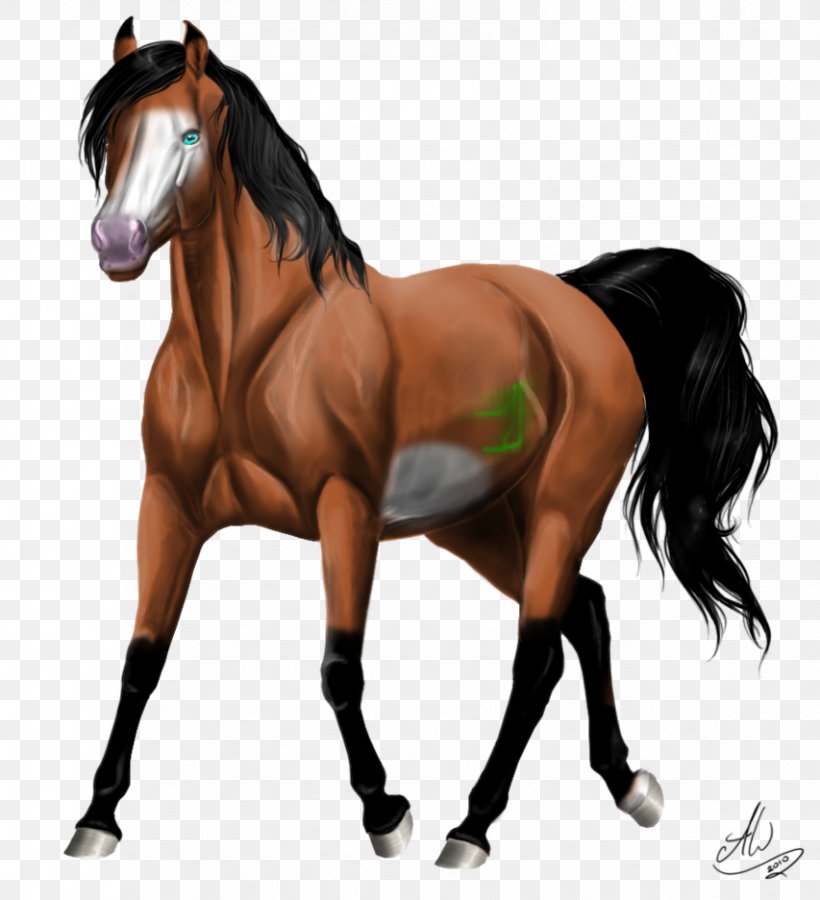 Stallion Mustang Mare Arabian Horse Kerry Bog Pony, PNG, 853x937px, Stallion, American Paint Horse, Appaloosa, Arabian Horse, Bridle Download Free