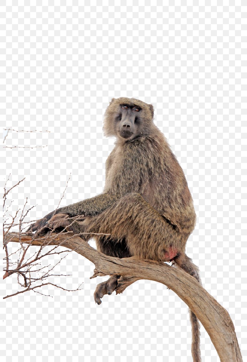 Baboons Clip Art, PNG, 800x1200px, Primate, Animal, Baboons, Cercopithecidae, Fauna Download Free