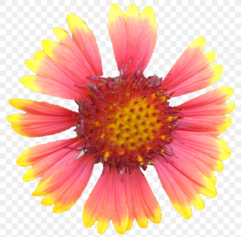 Blanket Flowers Chrysanthemum Cut Flowers Petal Wildflower, PNG, 887x872px, Blanket Flowers, Annual Plant, Aster, Blanket, Chrysanthemum Download Free