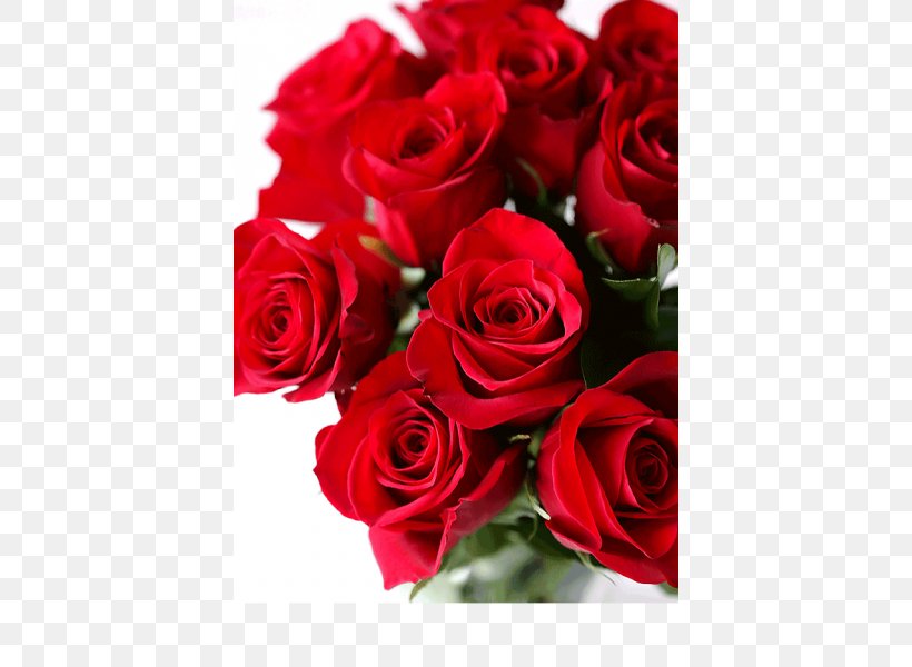 Garden Roses Flower Red Velvet Cake, PNG, 600x600px, Rose, Buttercream, Cake, Chocolate, Cut Flowers Download Free