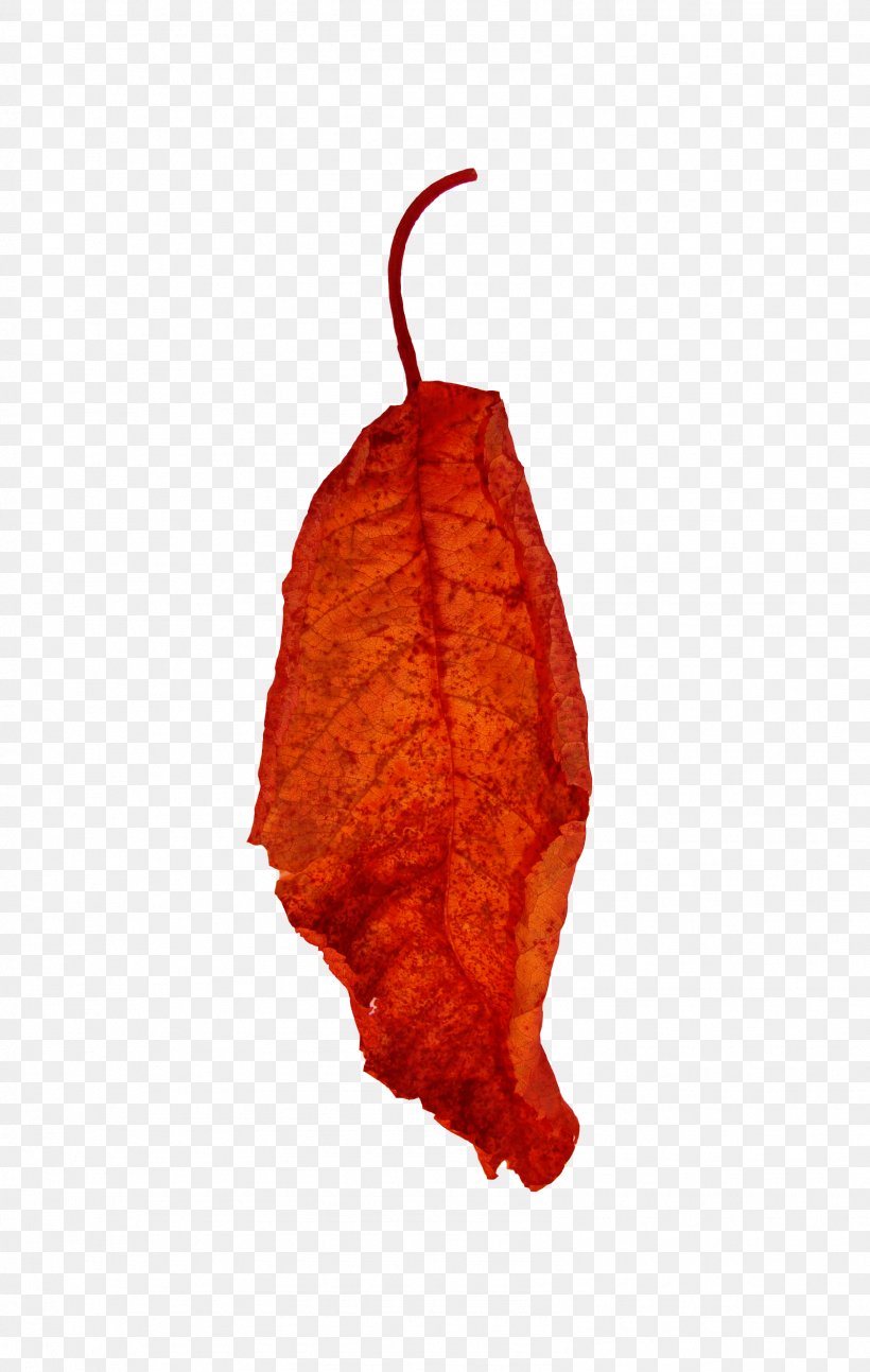 Leaf Red Euclidean Vector, PNG, 1597x2519px, Leaf, Gratis, Maple Leaf, Plant, Red Download Free