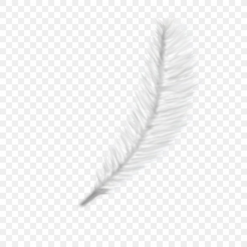 PhotoScape Feather GIMP, PNG, 894x894px, Photoscape, Animation, Author, Black And White, Blog Download Free