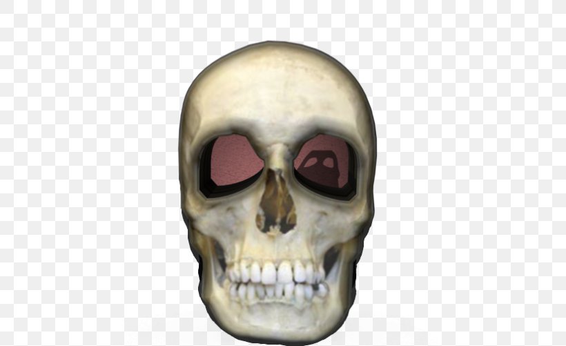 Skull Liang Bua Skeleton Homo Sapiens Flores Man, PNG, 500x501px, Skull, Anatomy, Ape, Bone, Facial Skeleton Download Free