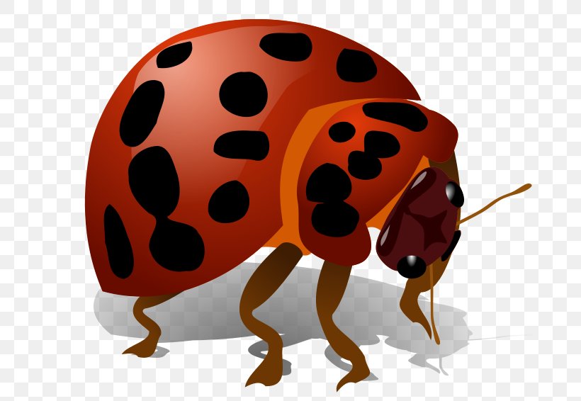 Beetle Clip Art, PNG, 800x566px, Beetle, Insect, Invertebrate, Ladybird, Ladybird Beetle Download Free