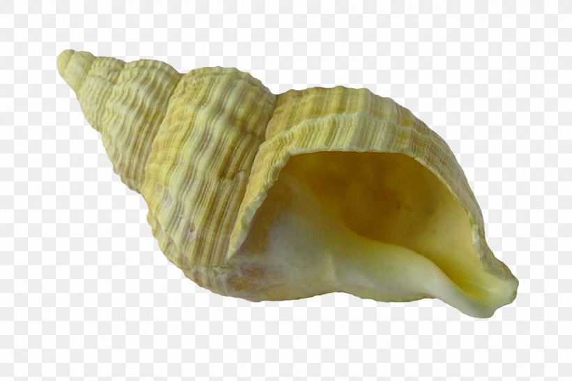 Clam Seashell Gastropod Shell, PNG, 1280x853px, Clam, Clams Oysters Mussels And Scallops, Cockle, Conch, Conchology Download Free