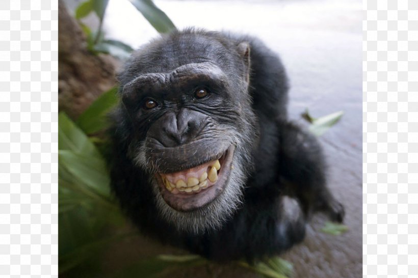 Common Chimpanzee Primate Ape Gorilla Bonobo, PNG, 900x600px, Common Chimpanzee, Animal, Ape, Bonobo, Chimpanzee Download Free