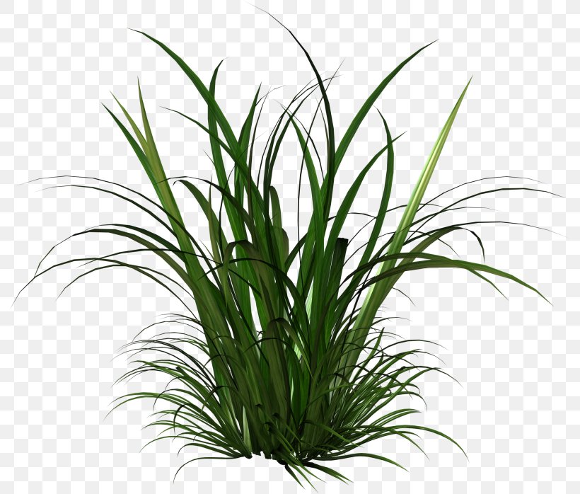 Cymbopogon Citratus Thepix Herbaceous Plant Grass, PNG, 794x698px, Cymbopogon Citratus, Animation, Aquarium Decor, Chrysopogon Zizanioides, Digital Image Download Free