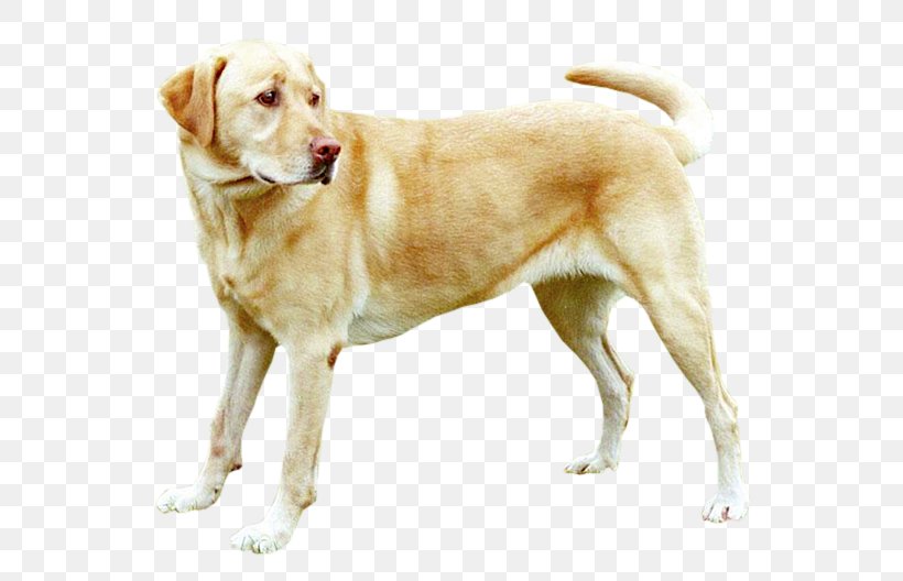 Labrador Retriever Puppy Labrador Husky Golden Retriever Beagle, PNG, 640x528px, Labrador Retriever, Acupuncture, Animal, Beagle, Breed Download Free