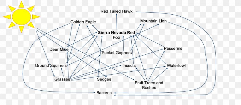 Sierra Nevada Red Fox Island Fox Eating, PNG, 1833x803px, Sierra Nevada, Area, Auto Part, Consumer, Diagram Download Free
