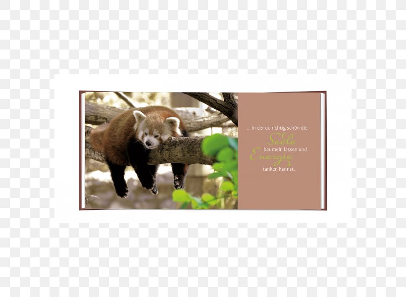 Singalila National Park Darjeeling Red Panda Giant Panda Singalila Ridge, PNG, 600x600px, Singalila National Park, Animal, Bear, Carnivoran, Darjeeling Download Free