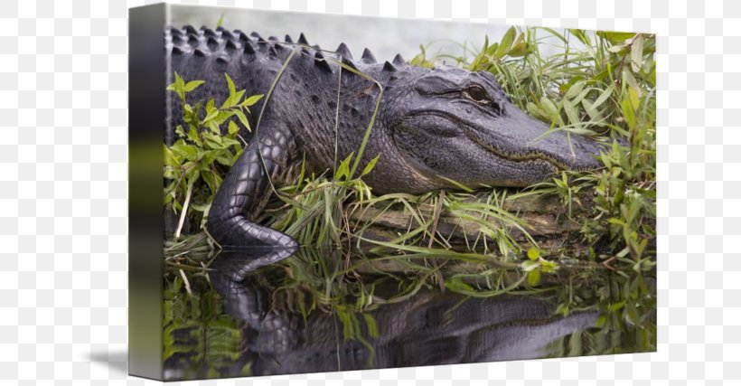 American Alligator Crocodile Velociraptor Wildlife, PNG, 650x427px, American Alligator, Alligator, Crocodile, Crocodilia, Dinosaur Download Free