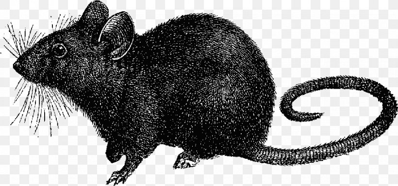 Black Rat Mouse Black Death Laboratory Rat Clip Art, PNG, 919x431px, Black Rat, Black And White, Black Death, Drawing, Fancy Rat Download Free