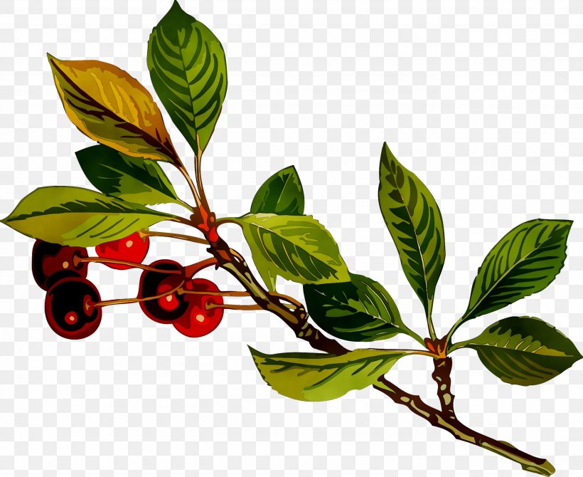 Chokeberry Five-flavor Berry Plant Stem Leaf Twig, PNG, 2735x2235px, Chokeberry, Arctostaphylos, Arctostaphylos Uvaursi, Berry, Branch Download Free