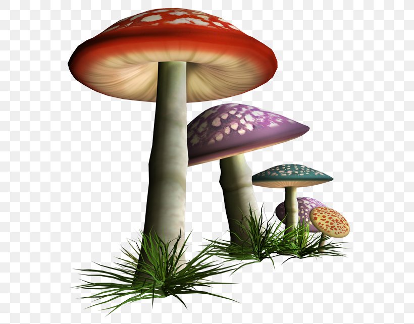 Edible Mushroom Fungus Shiitake, PNG, 600x642px, Mushroom, Edible Mushroom, Food, Fungus, Ingredient Download Free