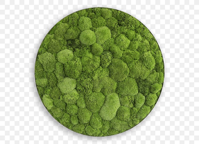 Green Wall Bryophyte Garden, PNG, 600x595px, Green, Broccoflower, Broccoli, Bryophyte, Ellipsoid Download Free