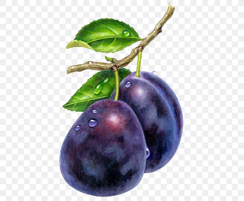 Juice Plum Prune Drawing, PNG, 457x677px, Juice, Aristotelia Chilensis, Berry, Bilberry, Blueberry Download Free