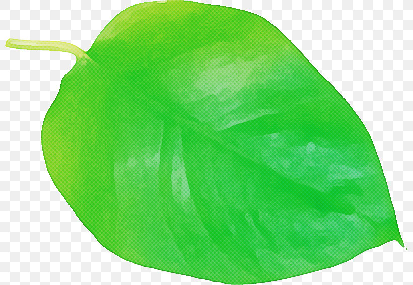 Leaf Green Fruit Biology Plants, PNG, 800x566px, Leaf, Biology, Fruit, Green, Plant Structure Download Free