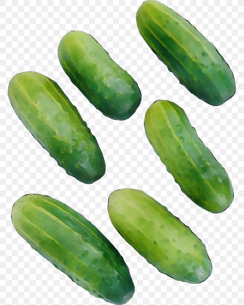 Scarlet Gourd Cucumber Cucumis Plant Vegetable, PNG, 767x1024px, Watercolor, Cucumber, Cucumber Gourd And Melon Family, Cucumis, Food Download Free