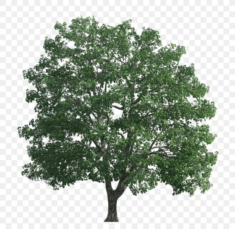 Transparency And Translucency Tree Editing, PNG, 800x800px, Transparency And Translucency, Adobe Flash, Blog, Branch, Copying Download Free