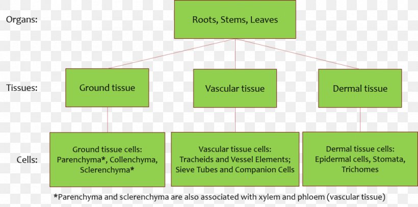 Diagram Ground Tissue Vascular Tissue Plant Stem, PNG, 1024x508px, Diagram, Anatomy, Area, Brand, Cell Download Free