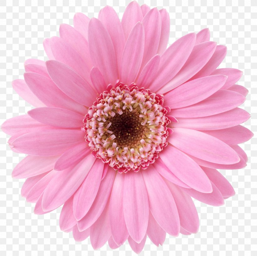 Flower Desktop Wallpaper Display Resolution Transvaal Daisy Floral Design, PNG, 1200x1196px, Flower, Annual Plant, Aster, Asterales, Blume Download Free