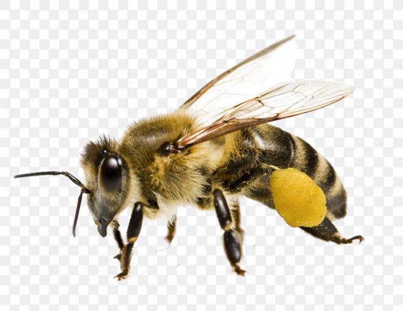 Honey Bee Bee Pollen Yellowjacket, PNG, 1091x843px, Bee, Africanized Bee, Arthropod, Bee Pollen, Beehive Download Free
