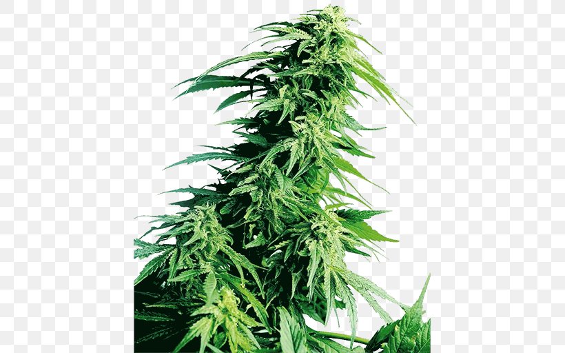 Sensi Seeds Cannabis Seed Bank Kush, PNG, 512x512px, Sensi Seeds, Afghanica, Ben Dronkers, Cannabis, Cannabis Sativa Download Free