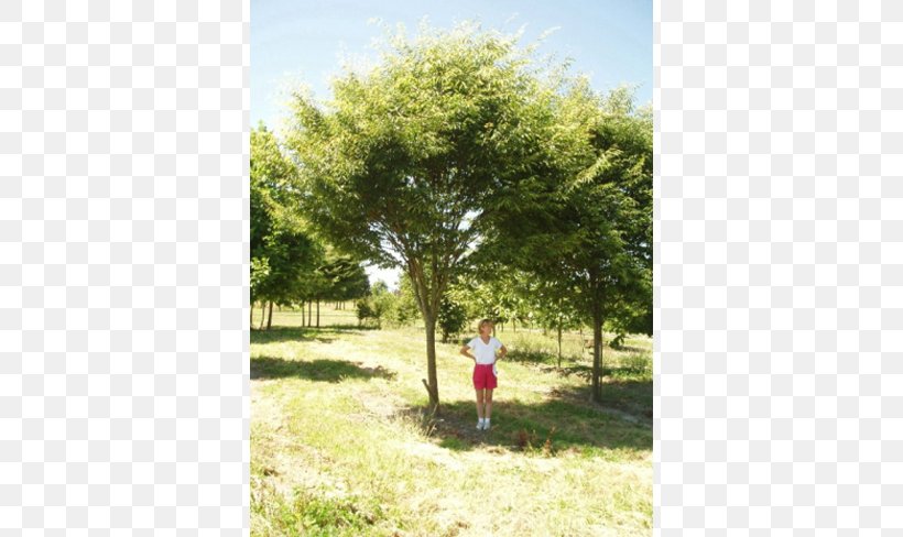 Shade Tree American Sycamore Erythrina Coralloides Evergreen, PNG, 650x488px, Tree, American Sycamore, Blue Spruce, Ecosystem, Erythrina Download Free