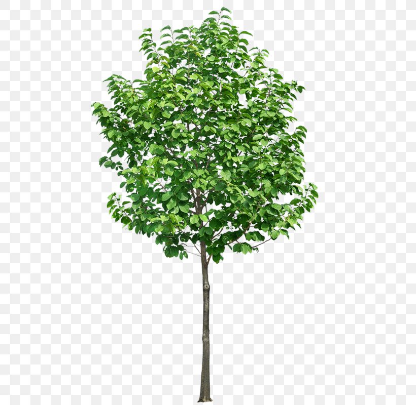 Tree Clip Art, PNG, 481x800px, Tree, Branch, Leaf, Plane Tree Family, Plant Download Free
