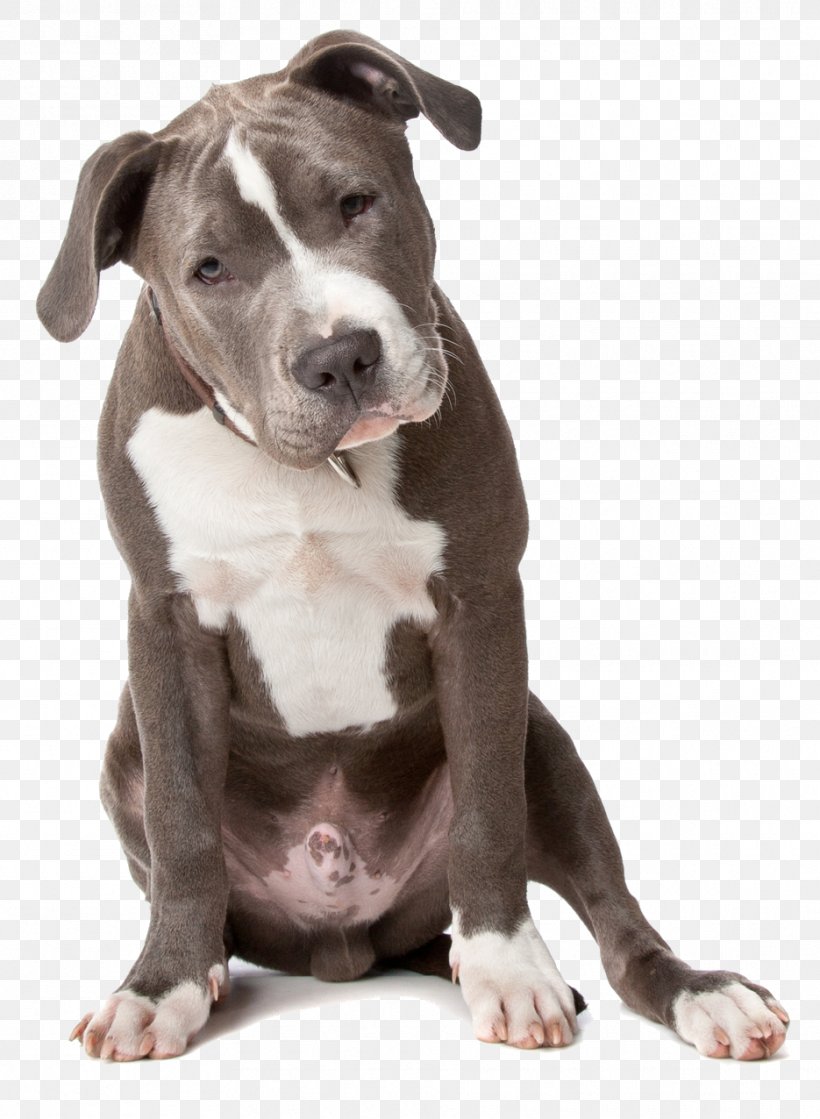 American Pit Bull Terrier American Staffordshire Terrier Staffordshire Bull Terrier, PNG, 935x1276px, American Pit Bull Terrier, American Bulldog, American Staffordshire Terrier, Animal, Breed Download Free