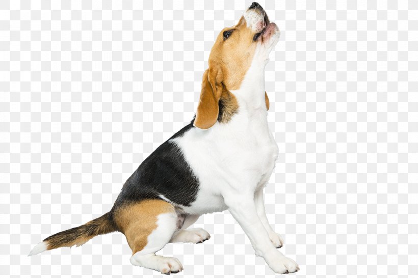 Beagle-Harrier Puppy Dog Breed Pet, PNG, 1170x780px, Beagle, American Foxhound, Animal, Beagleharrier, Beagles Download Free