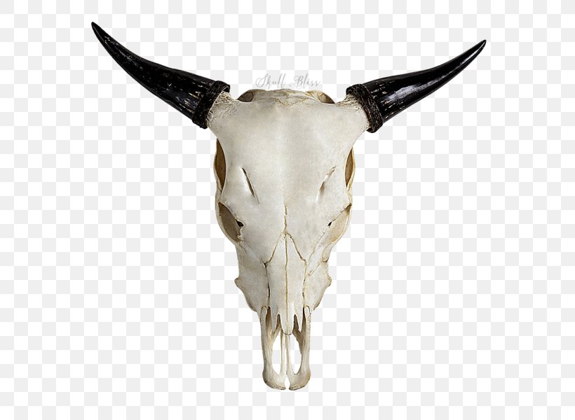Highland Cattle Skull Horn Bull Goat, PNG, 600x600px, Highland Cattle, Bone, Bull, Cattle, Cattle Like Mammal Download Free