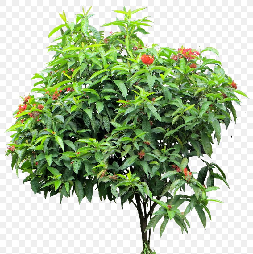 Ixora Coccinea Gigantopithecus Bigfoot Chinese Ixora Plant, PNG, 818x824px, Ixora Coccinea, Anthropoid Ape, Bigfoot, Chinese Ixora, Euphorbia Milii Download Free