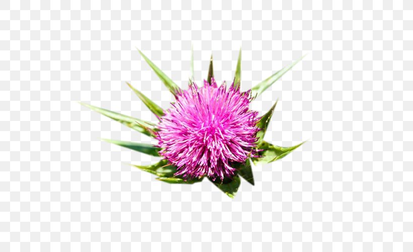 Milk Thistle Icon, PNG, 549x500px, Milk Thistle, Chrysanths, Cut Flowers, Flower, Flowering Plant Download Free