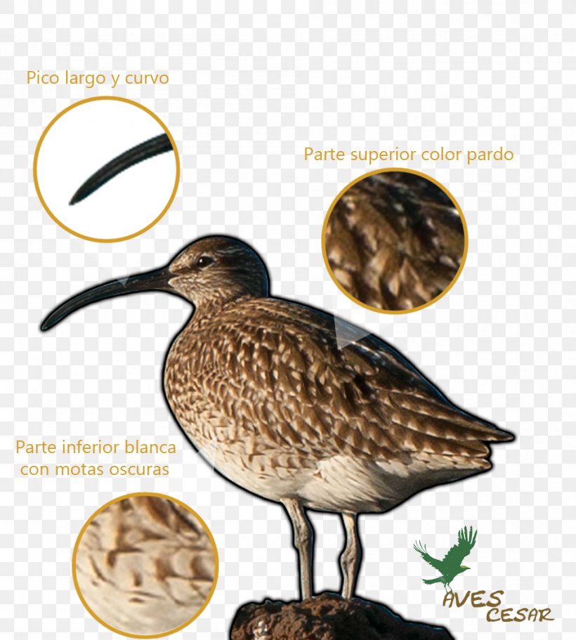 Sandpiper Snipe Bird Advertising Beak, PNG, 949x1055px, Sandpiper, Advertising, Beak, Bird, Charadriiformes Download Free