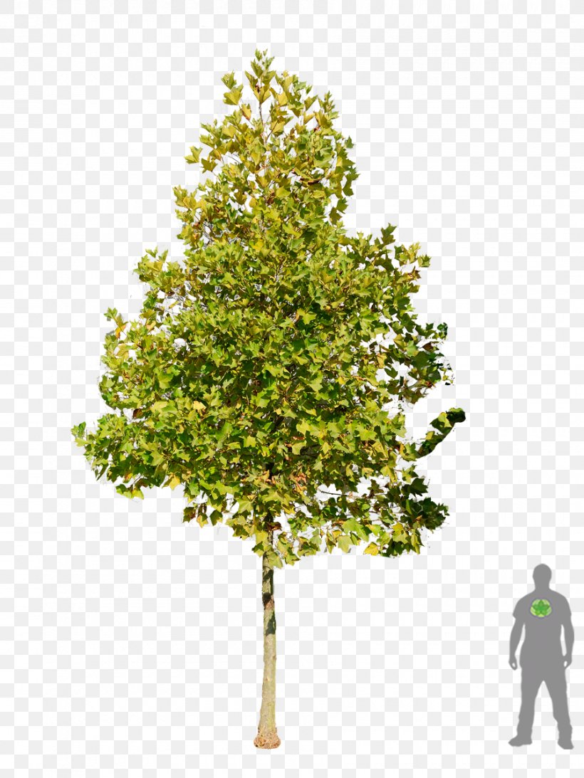 Tree London Plane Salix Fragilis American Sycamore American Sweetgum, PNG, 900x1200px, Tree, American Sweetgum, American Sycamore, Branch, Conifer Download Free