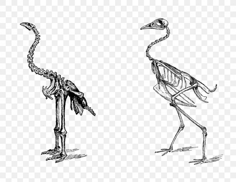 Elephant Bird Skeleton Parrot, PNG, 1600x1236px, Bird, Beak, Black And White, Crane Like Bird, Dinosaur Download Free