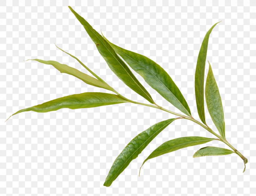 Leaf Clip Art Plants Tree, PNG, 1280x980px, Leaf, Aspen, Branch, European Aspen, Grass Download Free