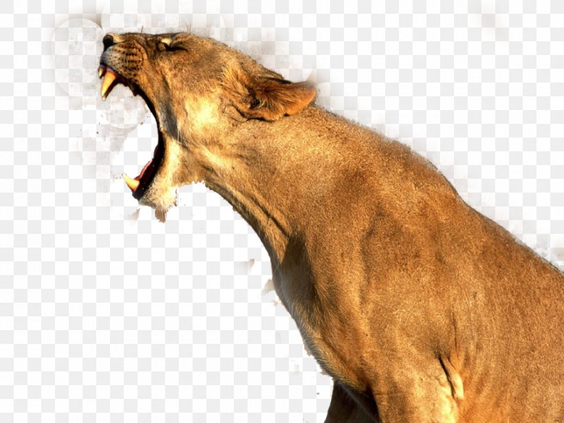 Lion Cougar, PNG, 900x675px, 4k Resolution, Lion, Big Cats, Carnivoran, Cat Download Free