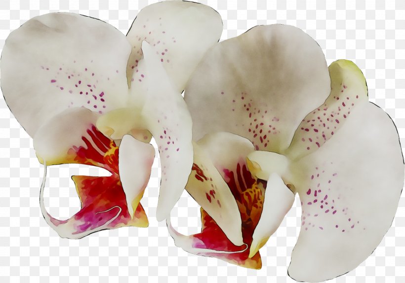 Moth Orchids Cut Flowers, PNG, 2000x1401px, Moth Orchids, Alismatales, Cut Flowers, Flower, Flowering Plant Download Free